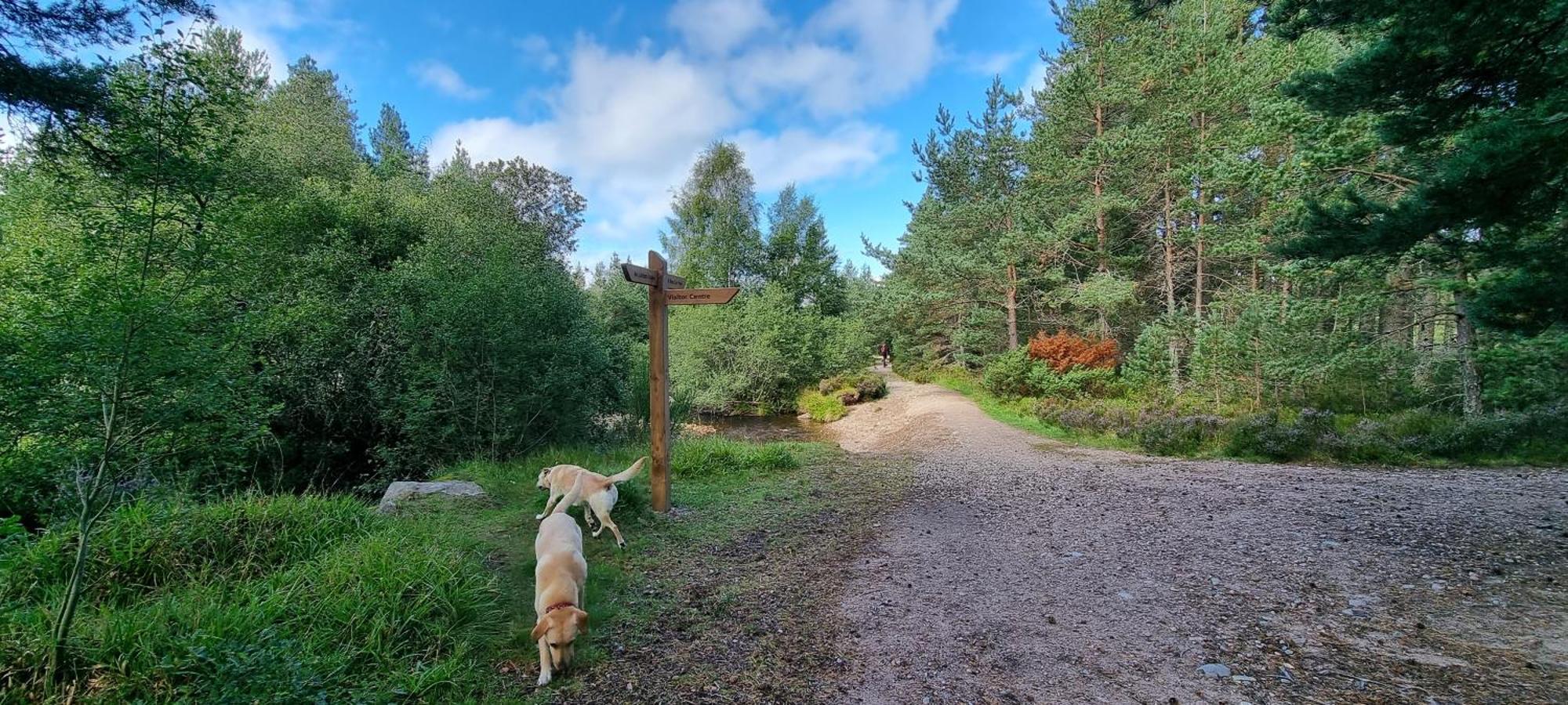 The Shelter Stone Cottage Aviemore Eksteriør bilde